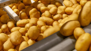 Viele Kartoffeln auf einem Förderband.