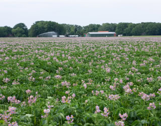 Ein großes Feld mit lila blühenden Kartoffelpflanzen, im Hintergrund sind Bäume und das Betriebsgebäude zu sehen.