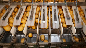 Kartoffeln auf einem Förderband in einer Sortiermaschine.