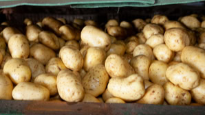 Kartoffeln in einem Behälter.