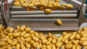 Kartoffeln auf einem Förderband in einer Verarbeitungsanlage.