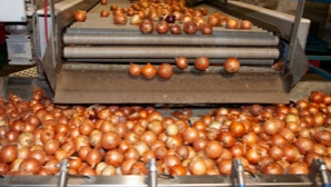 Zwiebeln auf einem Förderband in einer Fabrik.