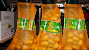 Drei Netze mit gelben Kartoffeln, jeweils mit einem grünen Etikett, auf einem Regal.