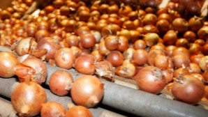 Viele braune Zwiebeln auf einem Förderband.