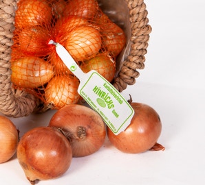 helle Zwiebeln im Netz liegen in einem Korb, davor einzelne gelbe Zwiebeln