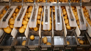 Kartoffeln auf einem Förderband in einer Sortiermaschine.