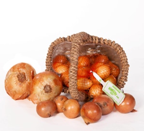 gelbe Zwiebeln im Netz liegen in einem Korb und teilweise lose gelbe Zwiebeln in verschiedenen Größen davor