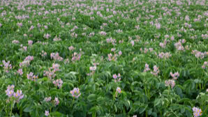 Ein Feld mit lila blühenden Kartoffelpflanzen.